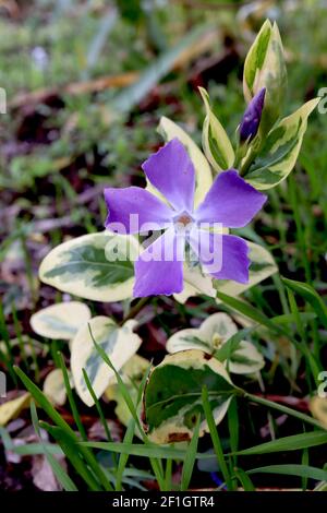 Vinca major Variegata variegated greater periwinkle – star-shaped violet flowers and variegated foliage,  March, England, UK Stock Photo