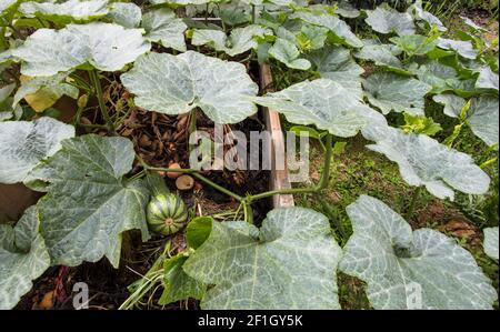 Closeup shot of a growing green pumpkin Stock Photo - Alamy