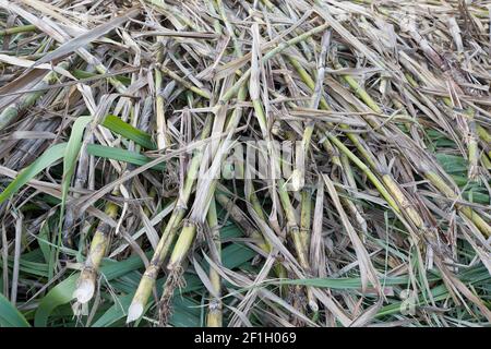 Sugar cane fields - Travelling on La Réunion Island Stock Photo