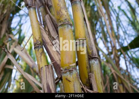 Sugar cane fields - Travelling on La Réunion Island Stock Photo