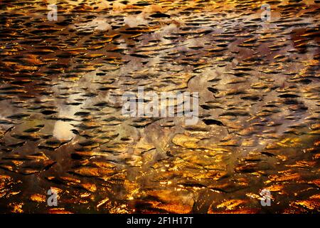 Dappled Gold - This is a close up photo of the beach sand at Hobuck resort, in an area where a small stream was flowing to the sea. Stock Photo