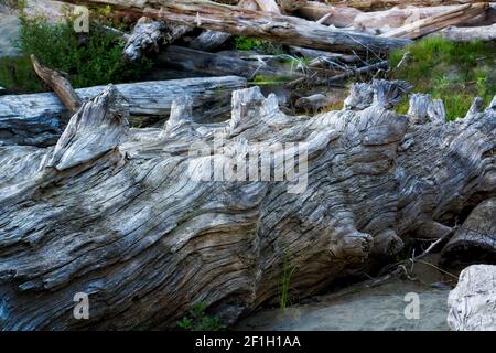 Old Man Willow Down - A large ancient-looking dead tree near the beach at Hobuck Resort. Stock Photo