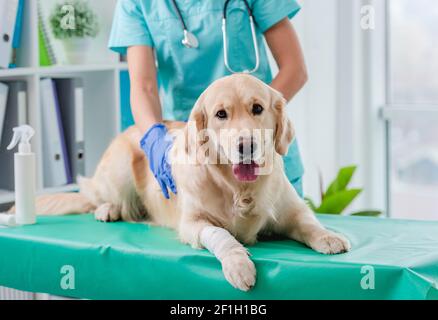 Golden retriever dog examination in veterinary clinic Stock Photo