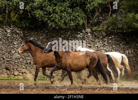 Brown horses galloping freely on paddock, through water, Lusitano breed.
