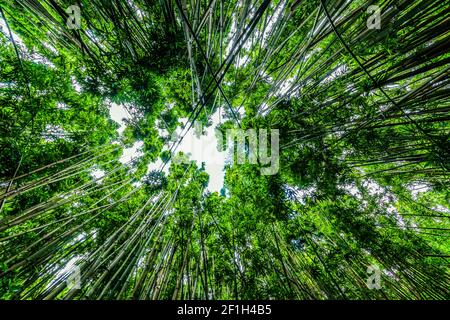 Giant Bamboo Forest on The Pipiwai Trail, Kipahulu District, Haleakala National Park, Maui, Hawaii, USA Stock Photo