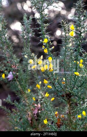 Gorse (Ulex europaeus) plant with spiky leaves and small yellow flowers in Maulden Wood, Bedfordshire, UK Stock Photo