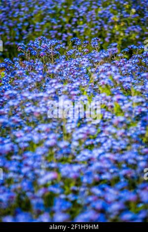 Blue forget-me-nots flowers Stock Photo