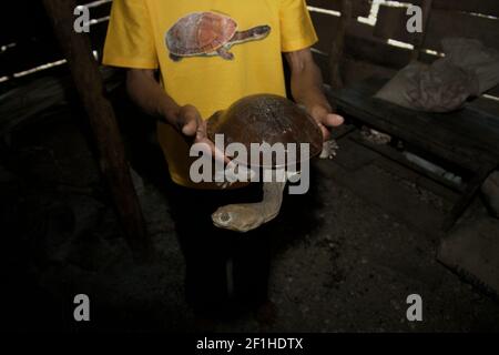 A villager showing his collection of Rote Island's endemic snake-necked turtle (Chelodina mccordi) that will be released into the wild by his own initiative, after he participated in a government's event of releasing the turtles bred in Jakarta back to the species' natural habitat in Rote Island, Rote Ndao regency, East Nusa Tenggara, Indonesia. Stock Photo