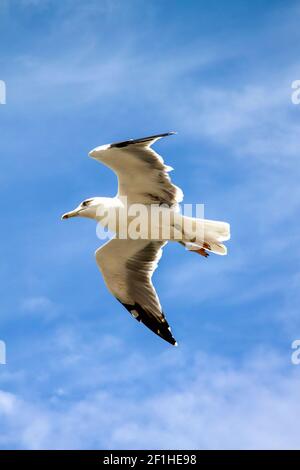 Seagull in flight Stock Photo