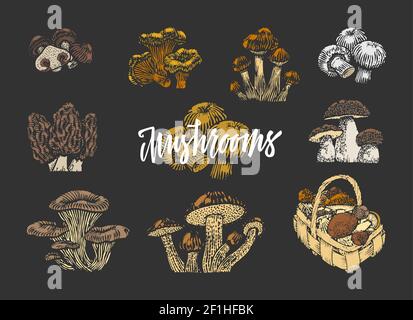 Colored mushroom elements set of different kinds in sketch style on dark background isolated vector illustration Stock Vector
