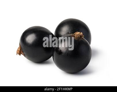 Black currant Stock Photo