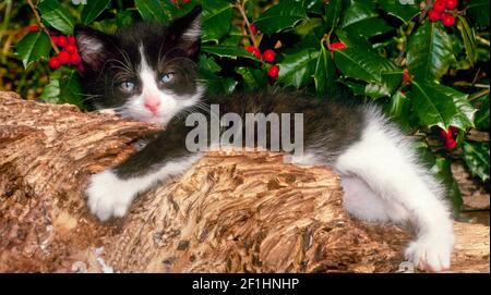 Adorable black and white kitten relaxes under a holly bush- don't stress the holidays- nap, Missouri, USA Stock Photo