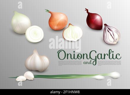 Realistic fresh vegetables set with white red spring onion and garlic on gray background isolated vector illustration Stock Vector