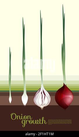 Fresh red onion growth concept with steps of growing process in realistic style vector illustration Stock Vector
