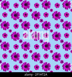 Beautiful violet or purple daisy flower heads seamless pattern on blue background. Top view of flowers Stock Photo