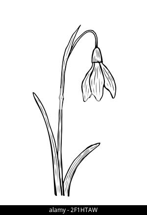 Doodle snowdrop with stem and leaves. A sketch of the first spring flower. Vector hand-drawn illustration in outline style. Stock Vector