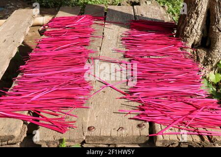 Colored reed stalks for Hindu offerings and ceremonies. Pink colored grass atte. Stock Photo