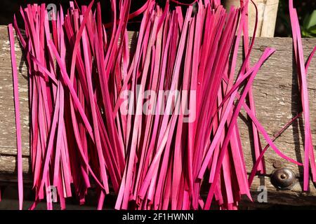 Colored reed stalks for Hindu offerings and ceremonies. Pink colored grass atte. Stock Photo