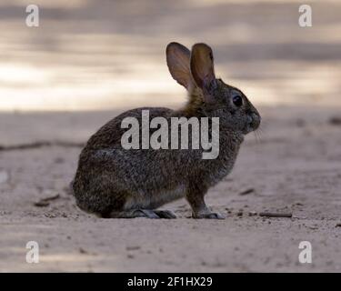 Crouched Rabbit Isolated closeup of a Desert Cottontail rabbit crouched down in a ...