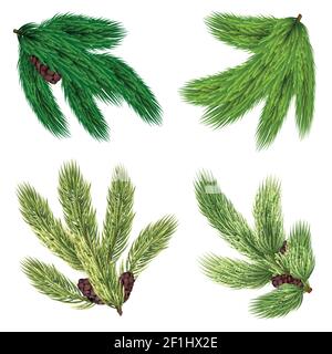 Green branches of coniferous trees collection with cones in realistic style isolated vector illustration Stock Vector