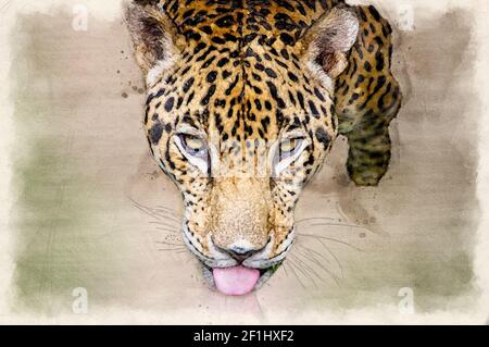 Jaguar head portrait digital watercolor illustration Stock Photo