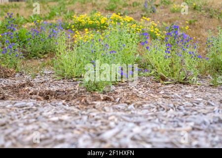 Little yellow and blue wildflowers with blurred wooden chips foreground Stock Photo