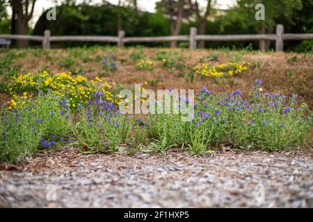 Little yellow and blue wildflowers with blurred wooden chips foreground and fence background Stock Photo