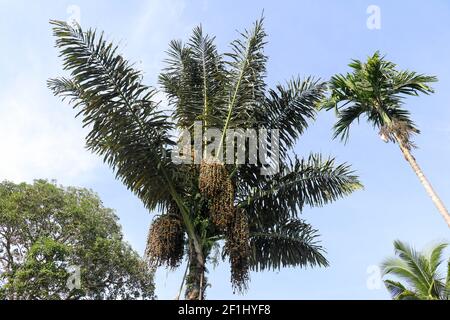 Arenga pinnata, Arenga saccharifera is an economically important feather palm native to tropical Asia. Stock Photo