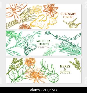 Natural healthy plants horizontal banners with medicinal culinary herbs and spices in sketch style vector illustration Stock Vector
