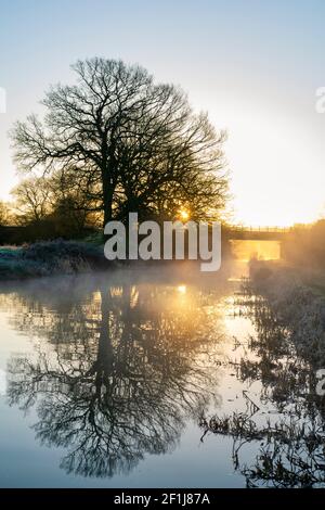 Oak trees along the Oxford canal on a february frosty morning at sunrise. Upper Heyford, Oxfordshire, England Stock Photo