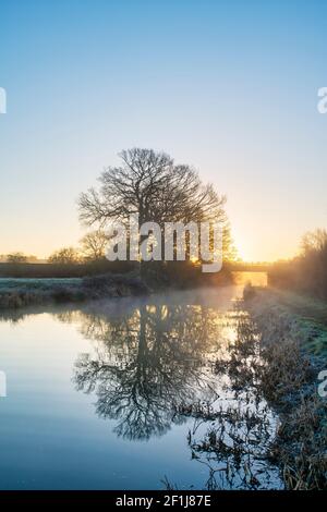 Oak trees along the Oxford canal on a february frosty morning at sunrise. Upper Heyford, Oxfordshire, England Stock Photo