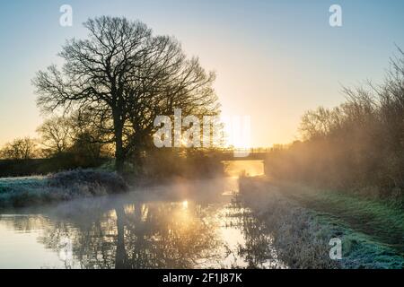 Oak trees along the Oxford canal on a february frosty morning at sunrise. Upper Heyford, Oxfordshire, England Stock Photo