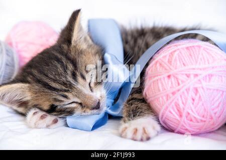 Cute Cat sleeping with pink and grey balls skeins of thread on white bed Stock Photo