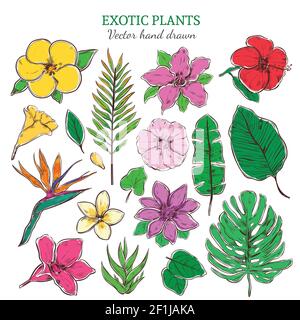 Colored exotic and tropical plants set with beautiful flowers and leaves in hand drawn style isolated vector illustration Stock Vector