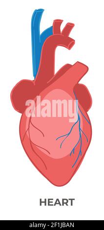 Heart organ of human body, biology and anatomy Stock Vector