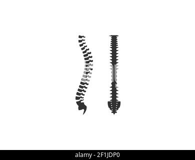 Human vertebral column front back side view with partly transparent ...