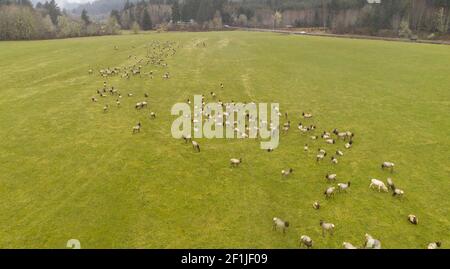 A Large Herd of Roosevelt Elk including an Albino Graze Together Stock Photo