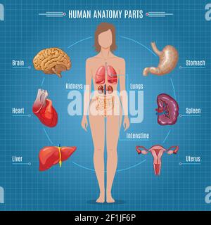 Human anatomy parts infographic concept with female internal organs in cartoon style vector illustration Stock Vector