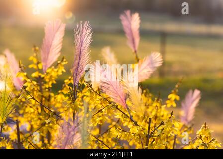 Easter feathers on a blooming forsythia Stock Photo