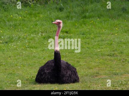 North African ostrich (Struthio camelus camelus) pink head and neck of a north African ostrich with a natural green background