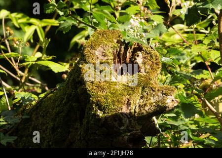 old stump covered in green moss with a background of green brambles Stock Photo