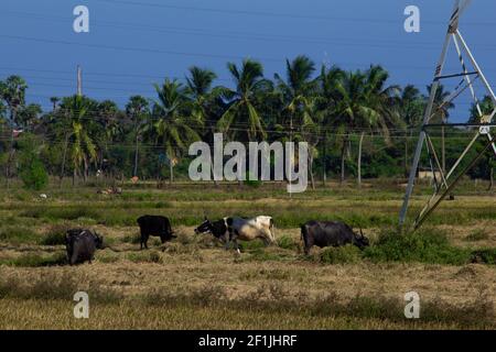Herd of buffalo and cows grazing on a harvested paddy field. Selective focus Stock Photo