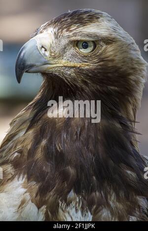 Golden eagle looking around. A majestic golden eagle takes in its surroundings from its spot amongst vegetation Stock Photo