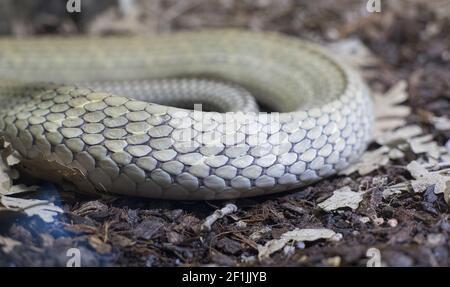 Texture of the skin of a snake, detailed scales of the skin of a reptile Stock Photo
