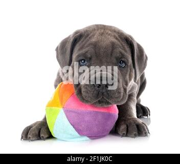 puppy Neapolitan Mastiff in front of white background Stock Photo