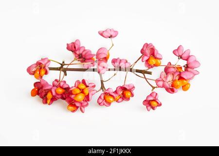 Euonymus europaeus, known as spindle isolated on a white background. It is a deciduous shrub of the Celastraceae family. The berries are poisonous. Stock Photo