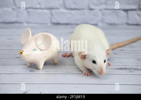 A decorative funny white cute rat stands next to a porcelain figurine in the shape of a rat with a golden nose Stock Photo