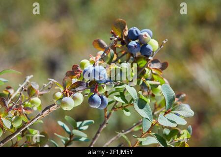 Ripening blue Bog bilberry, Vaccinium uliginosum in the bog forest