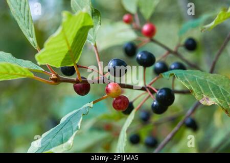 Berries of alder buckthorn (Frangula alnus). Branches of Frangula alnus with black and red berries. Fruits of Frangula alnus Stock Photo