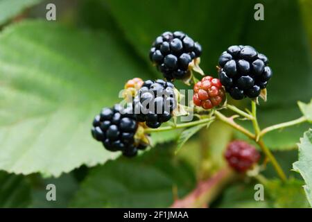 Black raspberry (Rubus occidentalis) - wild growing berries ripening near the forest, closeup Stock Photo